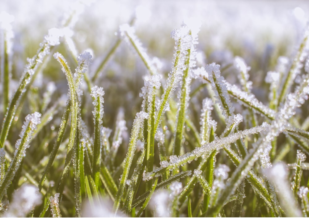 Wanneer eerste keer grasmaaien na winter?
